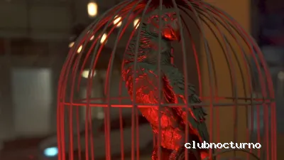 TROPICAL SDC ( Trop!cal )