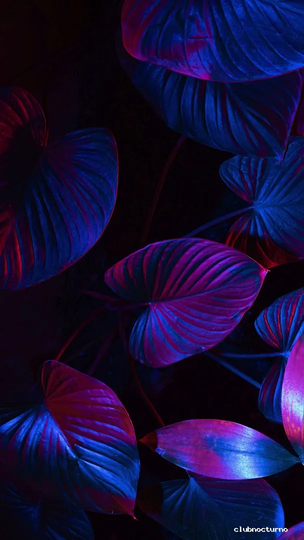 Vip Lounge Discoteca