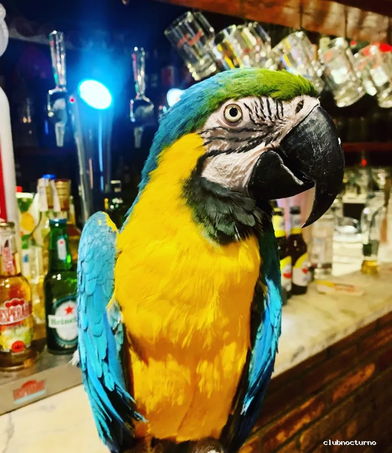 TEQUILA BAR LA RAGAZZA