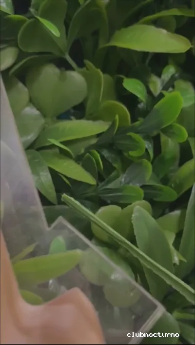 Mamajuana Drinks Music