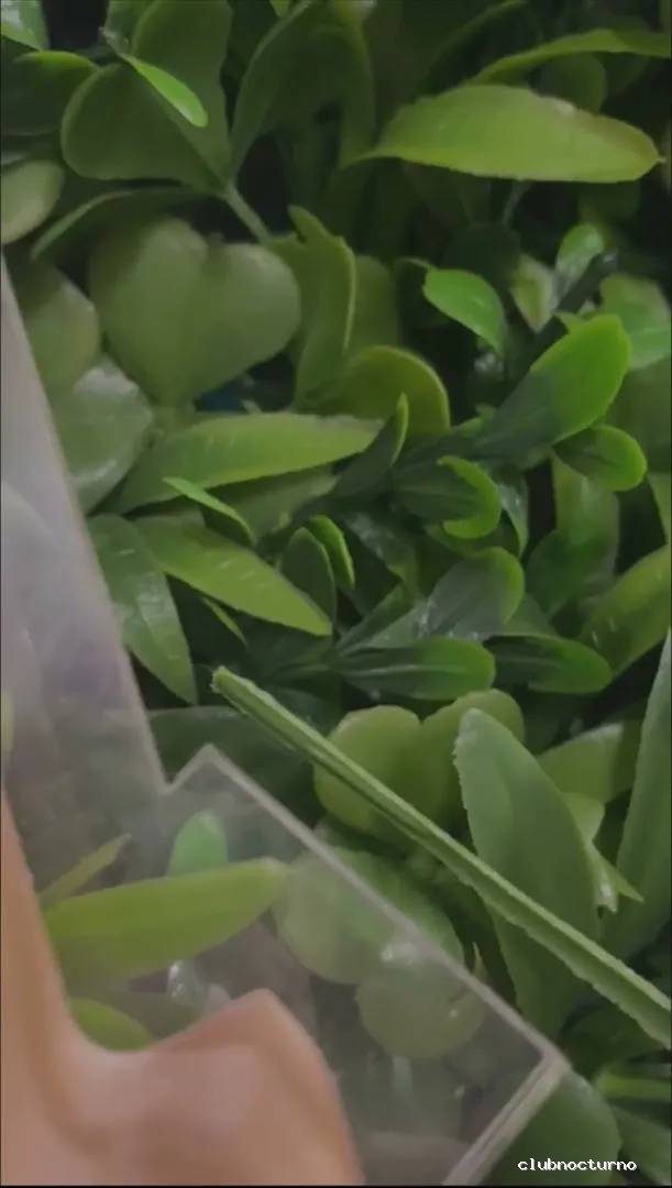 Mamajuana Drinks Music